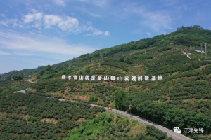龙华镇政府，乡村振兴的先锋力量