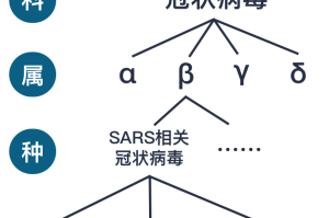 疫情病毒的名称叫什么？——从命名规则到全球影响