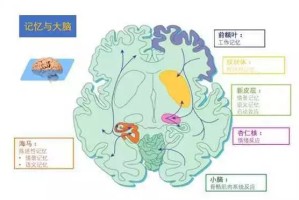 那个被遗忘的名字，病毒如何从科学术语变成集体记忆的盲点
