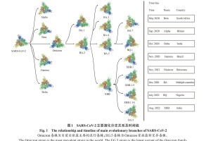 疫情病毒名称的演变与影响，从SARS-CoV到Omicron