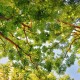 玩家攻略“皇冠十三水”果然有挂!是不是有挂