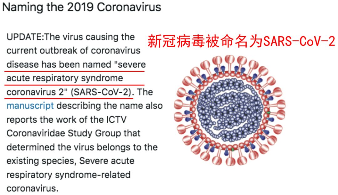 疫情病毒名字叫什么？——从命名规则到社会影响的全解析