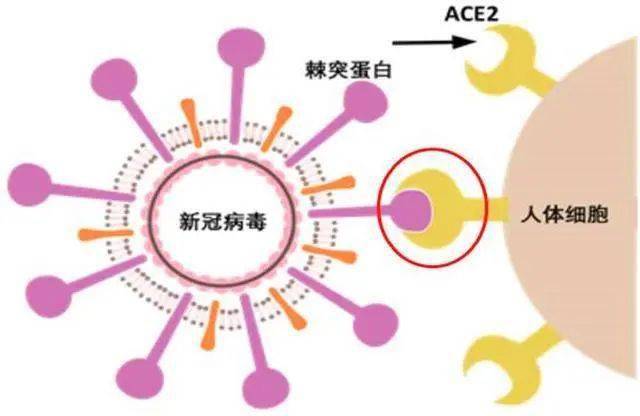 去年疫情是什么病毒？回顾新冠病毒的全球大流行