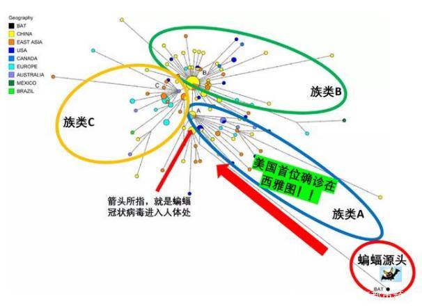为什么疫情病毒会在武汉爆发？——从多角度解析新冠病毒的起源与传播