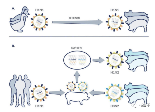 病毒进化论，当微生物成为人类社会的隐形导演