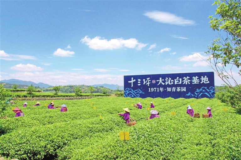 长沙镇文旅融合引领乡村振兴