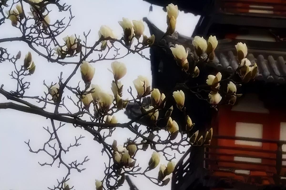 上海疫情下的城市防疫，坚守与希望