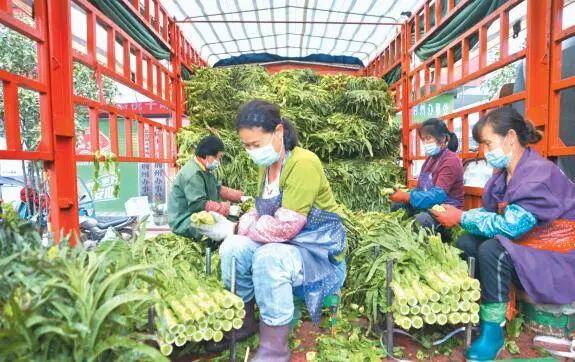 上海与兰州，疫情下的城市挑战与应对策略