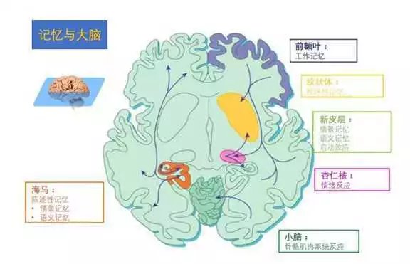 那个被遗忘的名字，病毒如何从科学术语变成集体记忆的盲点