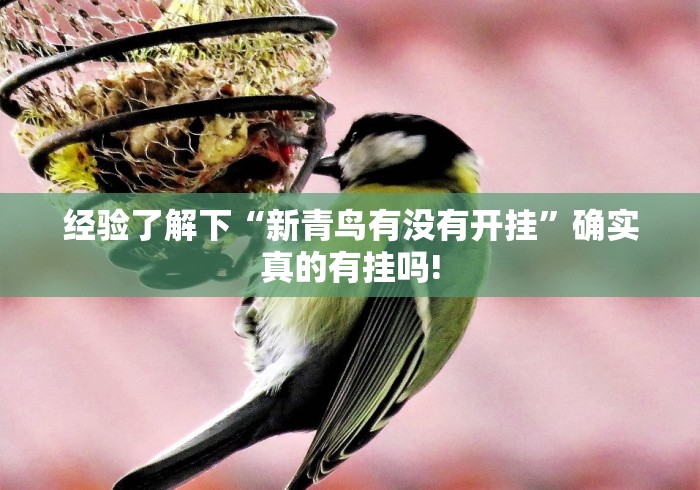 经验了解下“新青鸟有没有开挂”确实真的有挂吗!