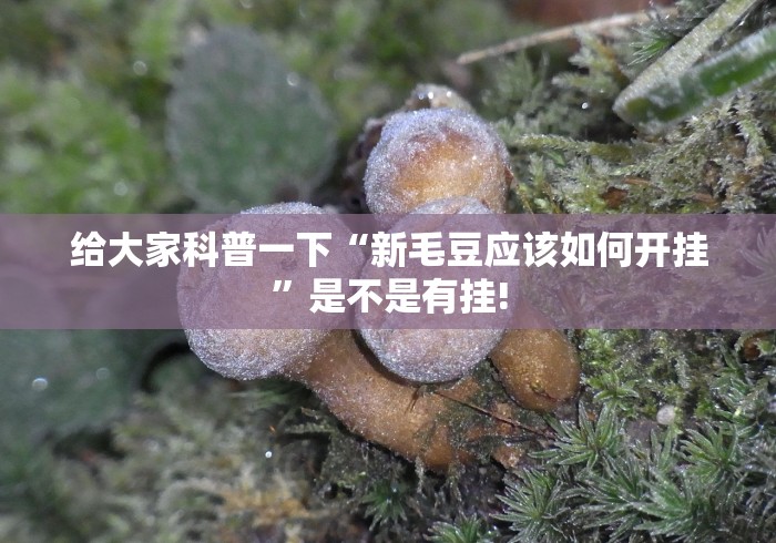 给大家科普一下“新毛豆应该如何开挂”是不是有挂! 给大家科普一下“新毛豆应该如何开挂”是不是有挂!