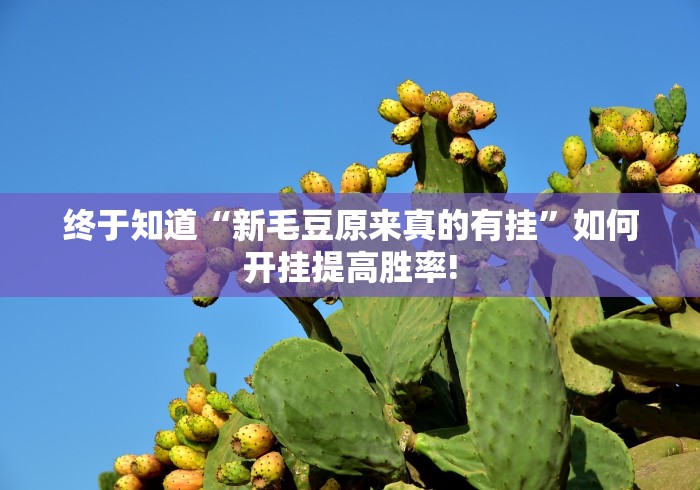 终于知道“新毛豆原来真的有挂”如何开挂提高胜率!