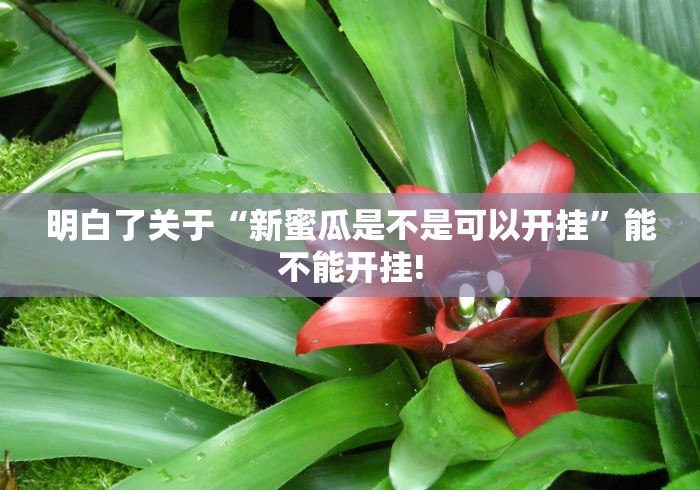 明白了关于“新蜜瓜是不是可以开挂”能不能开挂!