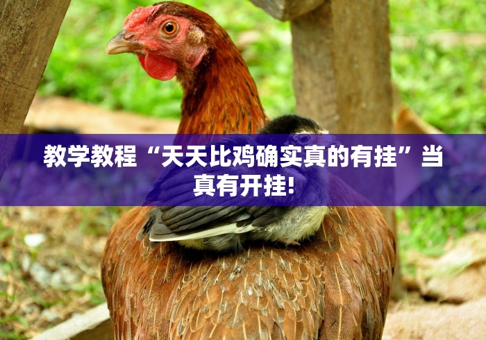 教学教程“天天比鸡确实真的有挂”当真有开挂!