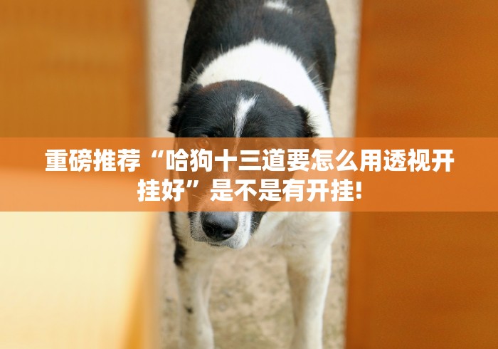 重磅推荐“哈狗十三道要怎么用透视开挂好”是不是有开挂! 重磅推荐“哈狗十三道要怎么用透视开挂好”是不是有开挂!