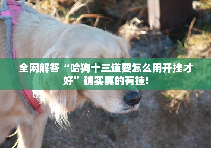 全网解答“哈狗十三道要怎么用开挂才好”确实真的有挂! 全网解答“哈狗十三道要怎么用开挂才好”确实真的有挂!