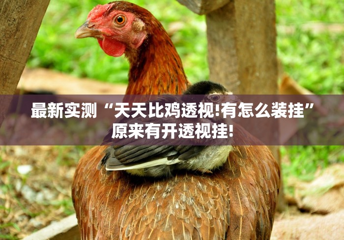 最新实测“天天比鸡透视!有怎么装挂”原来有开透视挂! 最新实测“天天比鸡透视!有怎么装挂”原来有开透视挂!